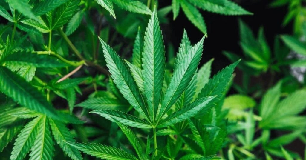 Can I Grow My Own Marijuana or Cannabis At Home?